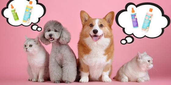 Untitled design (9) Our Favourite Dog Products