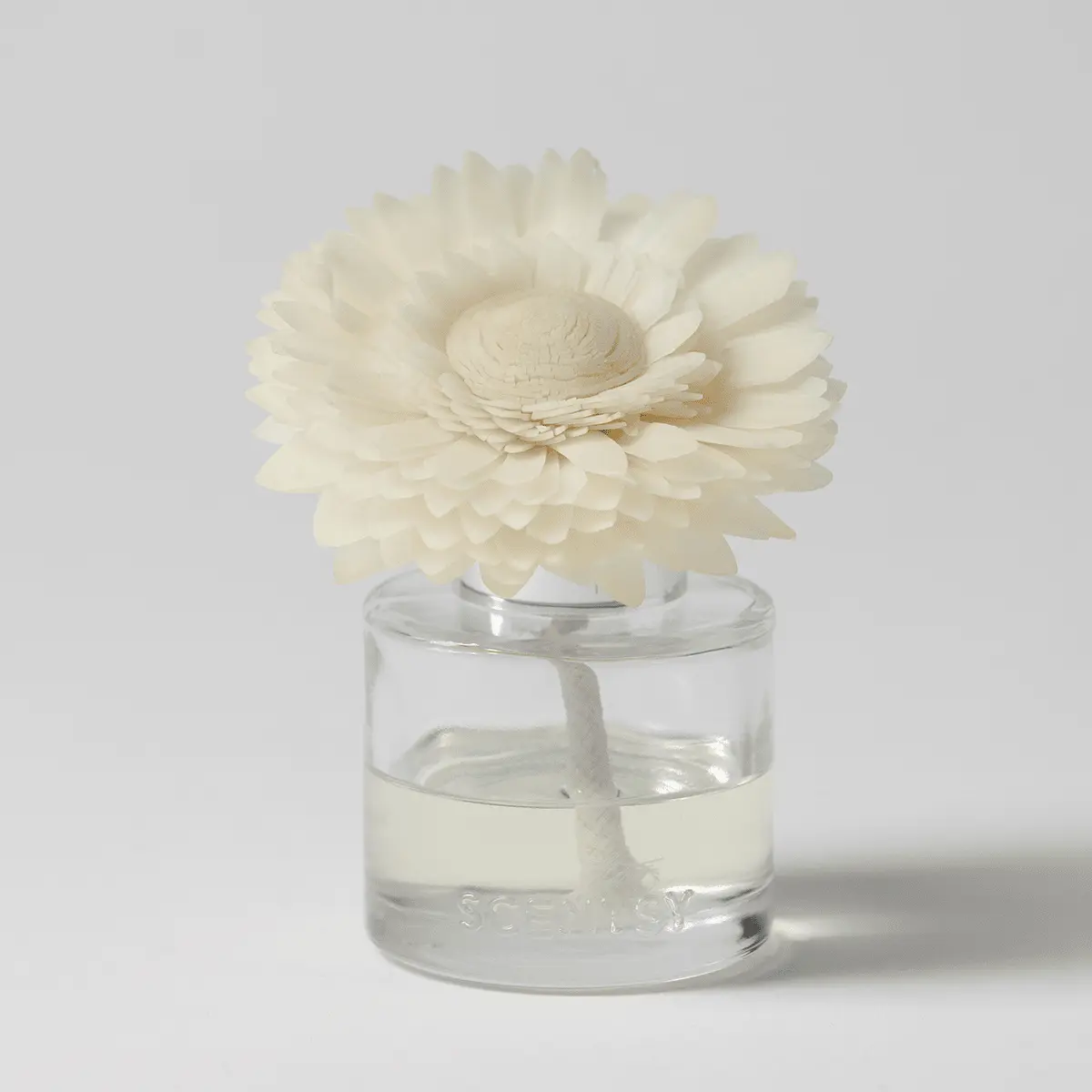 Snowberry Dainty Daisy Scentsy Fragrance Flower 2026 Snowberry Dainty Daisy Scentsy Fragrance Flower
