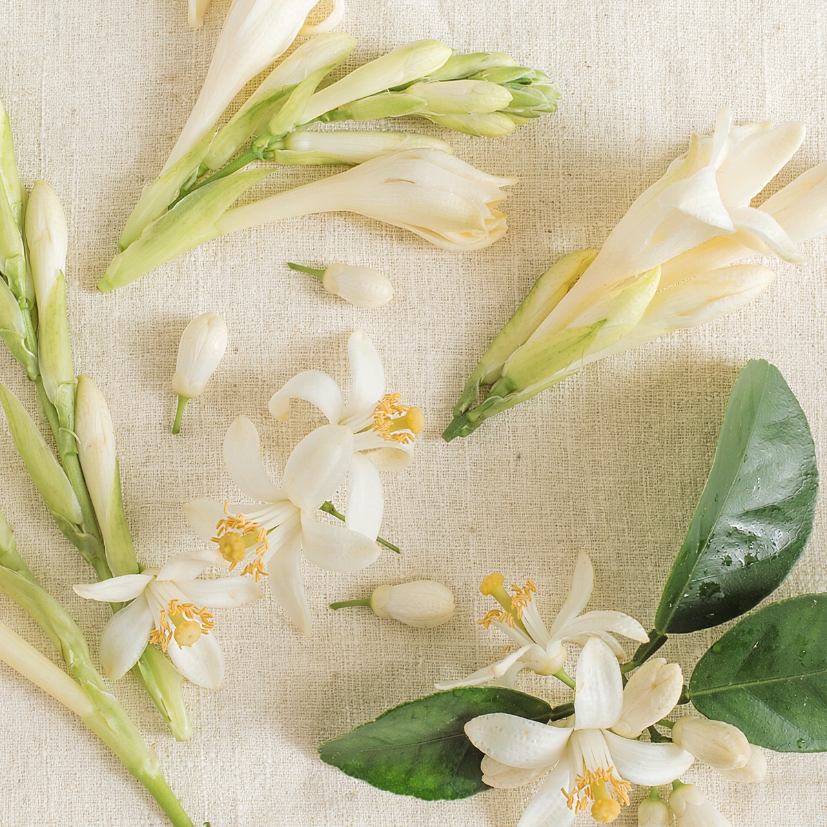 White Flowers 15 mL Scentsy Fragrance Cartridge 2026 White Flowers 15 mL Scentsy Fragrance Cartridge